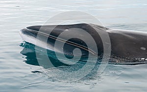 Antarctic Minke whale surfacing, Antarctic Peninsula