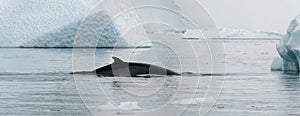 Antarctic Minke Whale surfacing between weathered icebergs, Antarctic Peninsula