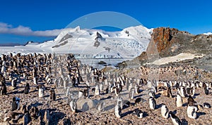 Antarctic panorama with hundreds of chinstrap penguins crowded on the rocks with snow mountains in the background, Half Moon