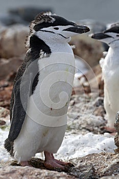 Antarctic penguin Chinstrap or that standing on the rocks in the