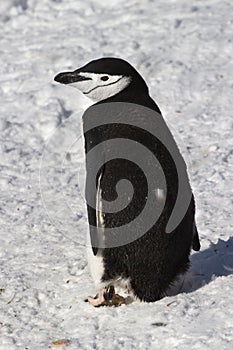 Antarctic penguin or Chinstrap which goes through