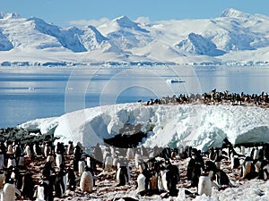 Antarctic penguin group