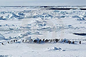 Antarctic penguin march