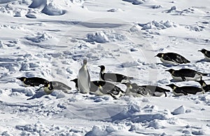 Antarctic penguin procession