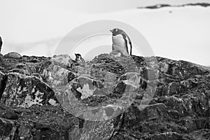 Antarctic penguin shot in black and white on the shore