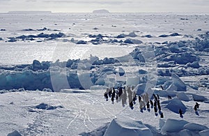 Antarctic penguins