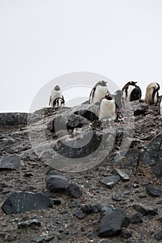 Antarctic penguins shot standing on the shore