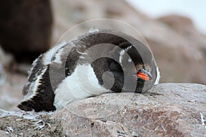 Antarctic Peninsula, Gentoo penguin in Antarctica