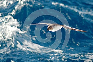 Antarctic petrel