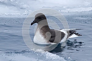 Antarctic petrel that floats in the polynya