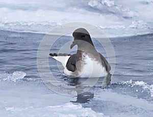 Antarctic petrel sitting on water