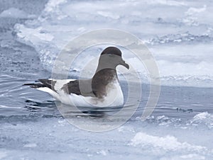 Antarctic petrel sitting on the water between the ice