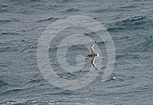 Antarctic Petrel, Thalassoica antarctica