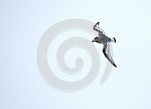 Antarctic Petrel, Thalassoica antarctica