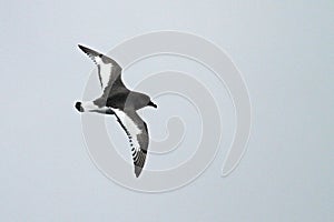 Antarctic Petrel, Thalassoica antarctica photo