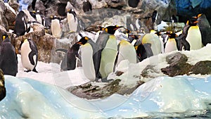 Beautiful Penguins in the Wild, Wild Animal, Wildlife, Wild Nature photo