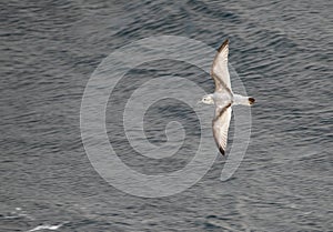 Antarctic Prion, Pachyptila desolata altera