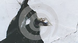 Antarctic sea seal aerial view. Snow-covered land, icy ocean