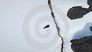 Antarctic sea seal aerial zoom-out. Snow-covered land, icy ocean