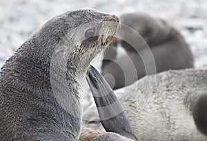 Antarctic Seal, cute Fur Seal pup in South Georgia