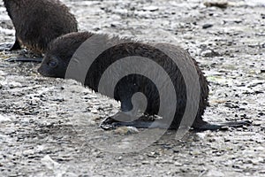 Antarctic Seal, cute wet Fur Seal Pup in South Georgia