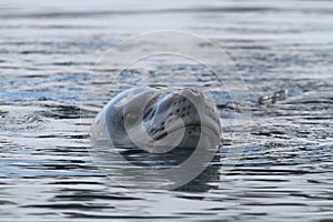 Antarctic sealion