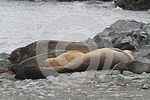 Antarctic sealion basking