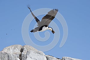 Antarctic Shag in the air