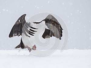 Antarctic Shag close up