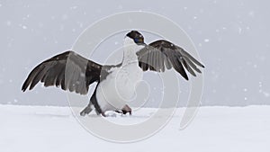 Antarctic Shag close up