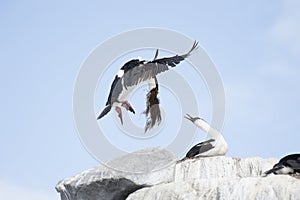 Antarctic Shag on the nest