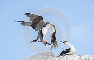 Antarctic Shag on the nest