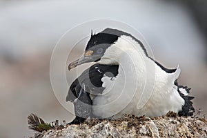 Antarctic shag on the nest, Antarctica