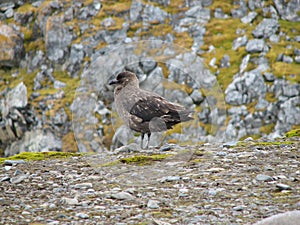 Antarctic Skua