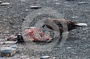 Antarctic Skua and Cadaver