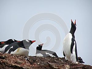 Antarctic song photo
