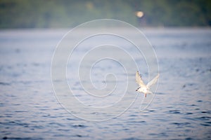 Antarctic tern flies over water in sunshine