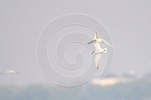 Antarctic tern flies over water in sunshine