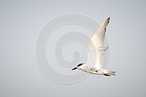 Antarctic tern flies over water in sunshine