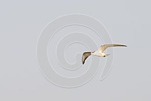 Antarctic tern flies over water in sunshine