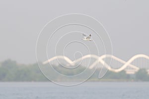 Antarctic tern flies over water in sunshine