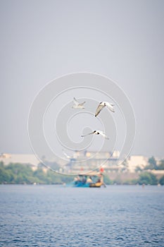 Antarctic tern flies over water in sunshine