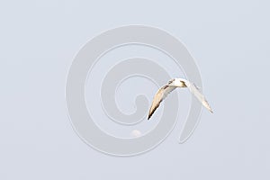 Antarctic tern flies over water in sunshine