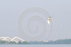 Antarctic tern flies over water in sunshine