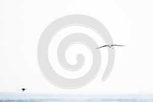 Antarctic tern flies over water in sunshine