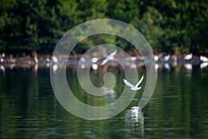 Antarctic tern flies over water in sunshine