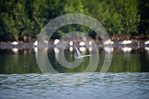 Antarctic tern flies over water in sunshine