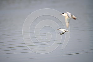 Antarctic tern flies over water in sunshine