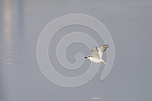 Antarctic tern flies over water in sunshine