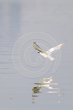 Antarctic tern flies over water in sunshine